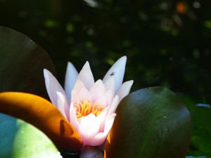 en tantra