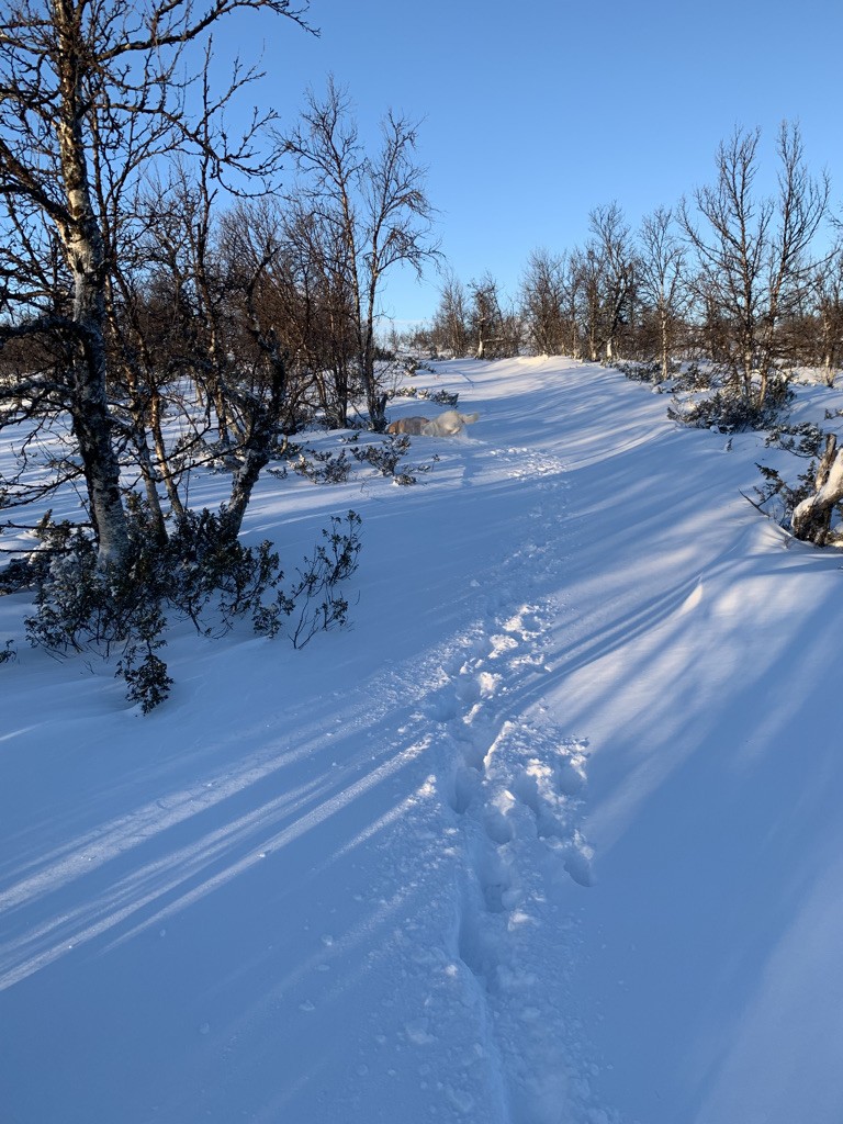 jagten på mere nydelse