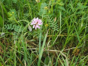 lidelsens natur